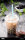 Chocolate Milk Tea with Tapioca Perls 500 ml.
